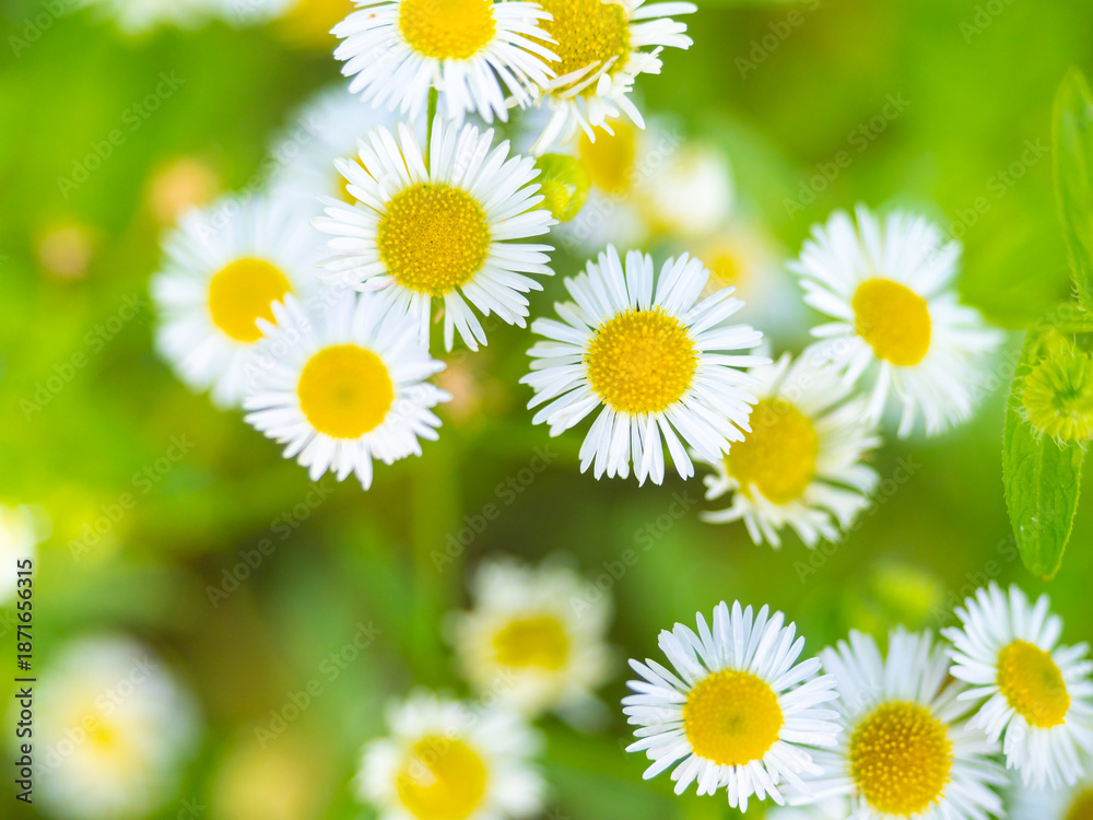 Obraz premium White Wildflower Macro Closeup In Summer