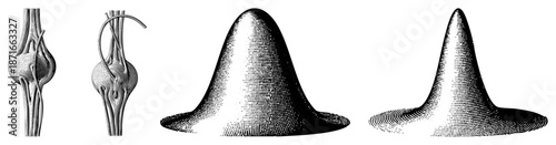Vintage Engraved Illustrations of Human Joints and Gaussian Distributions