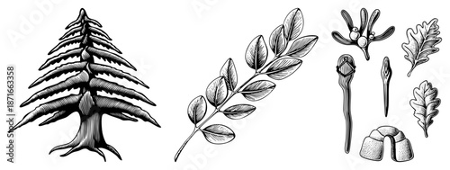 Vintage Botanical Illustration of Pine, Leafy Branch, and Oak Elements