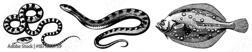 Vintage Illustration of Snakes and Flatfish in Halftone Style
