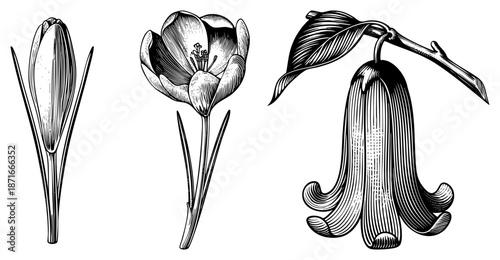 Elegant Botanical Illustrations of Crocus and Bellflower in Vintage Engraved Style