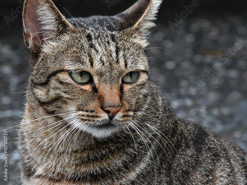 Close-up Portrait of an Alert Tabby Cat with Green Eyes – Focused Domestic Shorthair Feline Outdoors on a Blurred Background