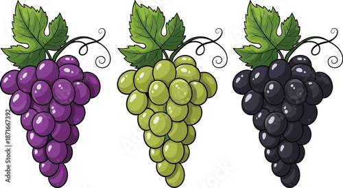 Set of Purple Green and Black Grapes Bunches with LeavesSet of Purple Green and Black Grapes Bunches with Leaves