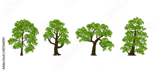 Tree Vector Illustration Collection Featuring Tropical and Orchard Trees with Mango, Apple, Banana, Orange, Coconut Palm and More Isolated on White Background, Colorful Tree Vector Illustration