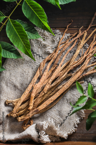 Angelica Root Traditional Medicine Wellness Poster Background