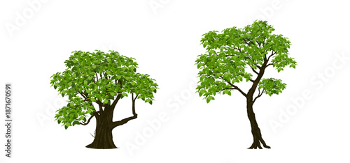 Tree Vector Illustration Collection Featuring Tropical and Orchard Trees with Mango, Apple, Banana, Orange, Coconut Palm and More Isolated on White Background, Colorful Tree Vector Illustration