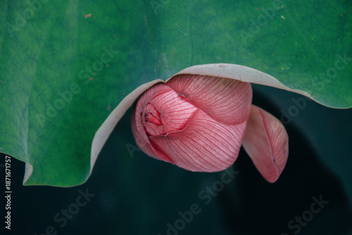 Young Lotus Bud Peeking Above Calm Water