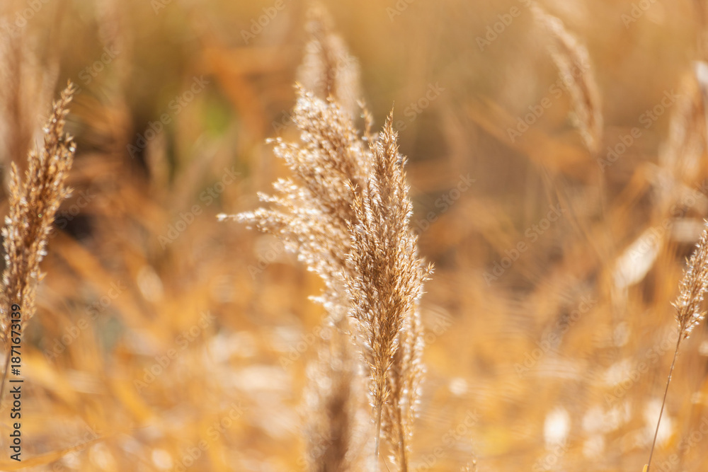 Fototapeta premium 冬の水辺で葦の穂が日差しで輝く09