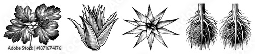 Botanical Illustrations of Parsley, Aloe, Star Cactus, and Root Systems in Vector Style