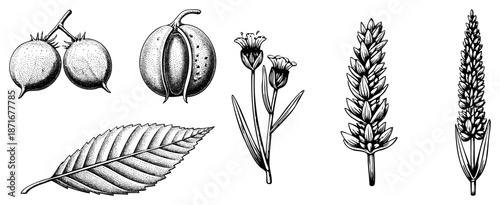 Botanical Illustration Set Featuring Chestnut, Leaf, and Flower Specimens