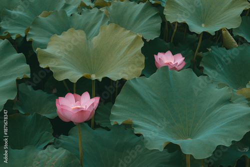 Moody Painterly Lotus Pond With Leaves