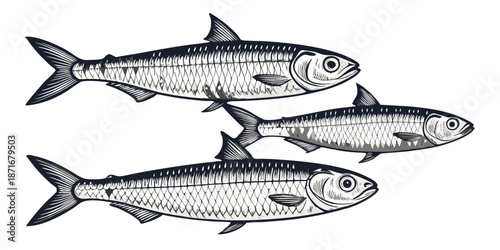 Sardines Line Art Vector Minimalist Monochrome Sustainable Packaging, transparent background