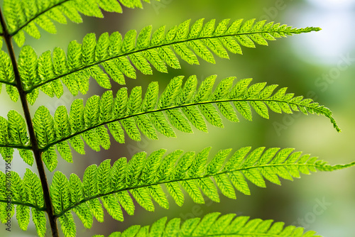 Bright green fern leaves with detailed patterns in a natural setting during daytime