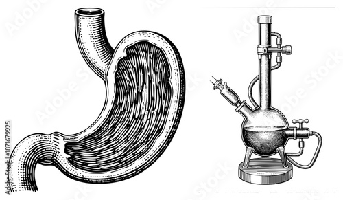 Human Stomach Anatomy and Laboratory Distillation Apparatus