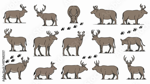 Collection of Deer Illustrations in Various Poses and Footprints.