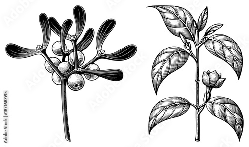 Botanical Illustration of Mistletoe and Coffee Plant Branches