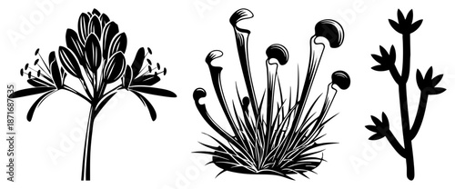 Three Botanical Silhouettes Featuring Lily, Pitcher Plant, and Succulent