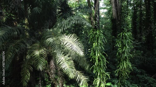 A lush tropical rainforest with towering palm trees and dangling ferns illuminated by natural sunlight. The dense green jungle vegetation creates a fresh and wild atmosphere ideal for enjoying nature.