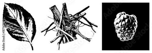 Black and White Halftone Illustration of Leaf, Branches, and Raspberry