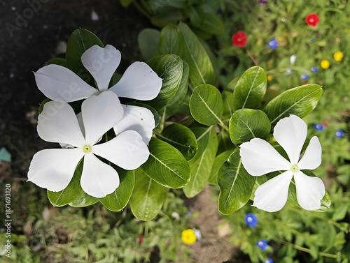 white flowers in the garden