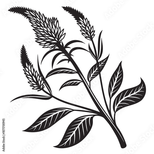 Celosia Flower Spikes with Lance-Shaped Veined Leaves Line Drawing Illustration