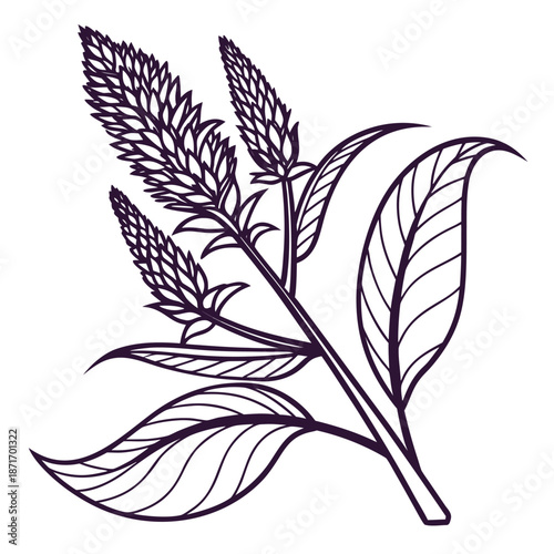 Celosia Flower Spikes with Lance-Shaped Veined Leaves Line Drawing Illustration