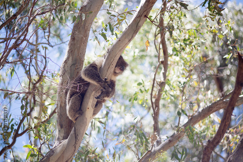 Photography Outdoor view of an adult koala (Phascolarctos cinereus)  in a eucalypt tree