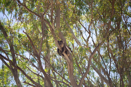 Photography Outdoor view of an adult koala (Phascolarctos cinereus)  in a eucalypt tree