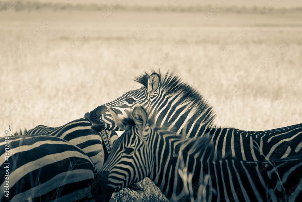 Naklejka premium Plains zebra or Equus quagga, black and white stripes in foreground of savannah landscape