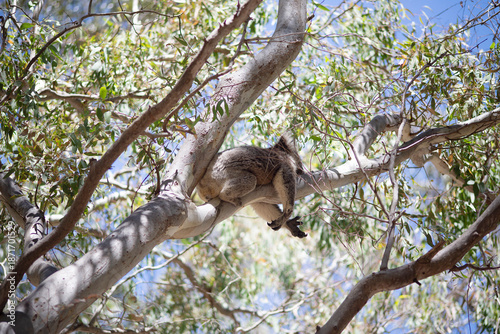 Photography Outdoor view of an adult koala (Phascolarctos cinereus)  in a eucalypt tree