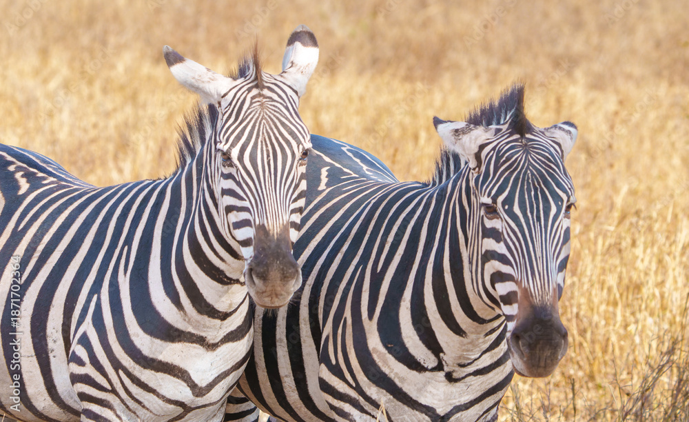 Fototapeta premium Plains zebra or Equus quagga, black and white stripes in foreground of savannah landscape