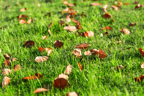 Green Lawn With Fallen Yellow Leaves Background