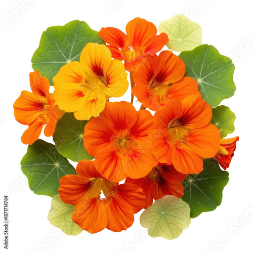 Vibrant nasturtium flowers isolated on transparent background