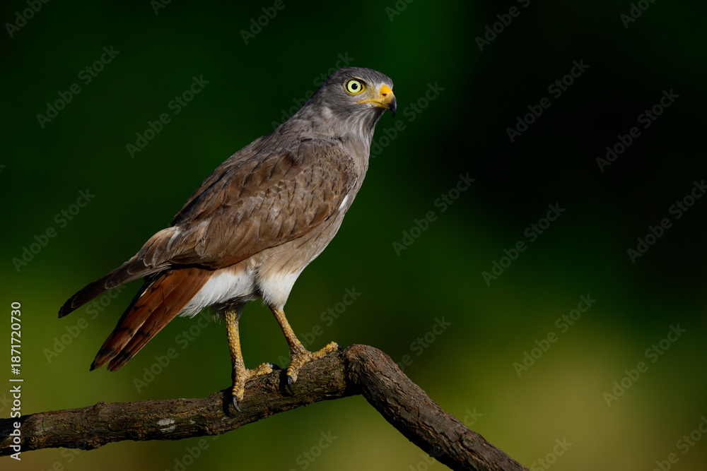 Fototapeta premium the bird of prey, rufous-winged buzzard, Butastur liventer, perching on tree brach ready to hunt