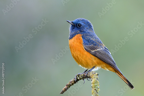 Blue-fronted redstart, beautiful blue head to back and orange belly to tail bird, Phoenicurus frontalis, perching on tiny mossy stick expose over soft background