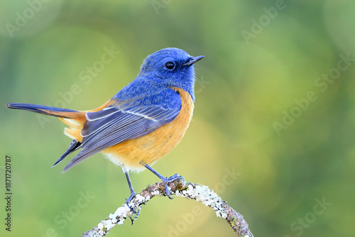 most happy blue and orange bird bobbing its tail while perching on top branch, Male Blue-fronted redstart, Phoenicurus frontalis