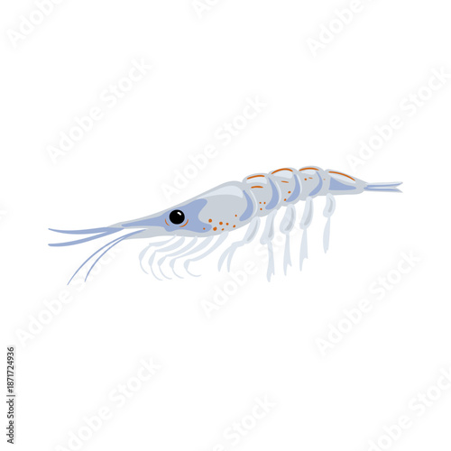 vector drawing Antarctic krill isolated at white background, hand drawn illustration
