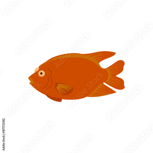 vector drawing Catalina goldfish, Garibaldi damselfish isolated at white background, hand drawn illustration