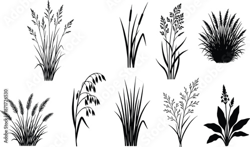 Wild grass and botanical plant silhouettes collection isolated on white background, natural meadow floral elements vector illustration set