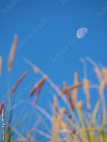 moon against blue sky and grass in a blur