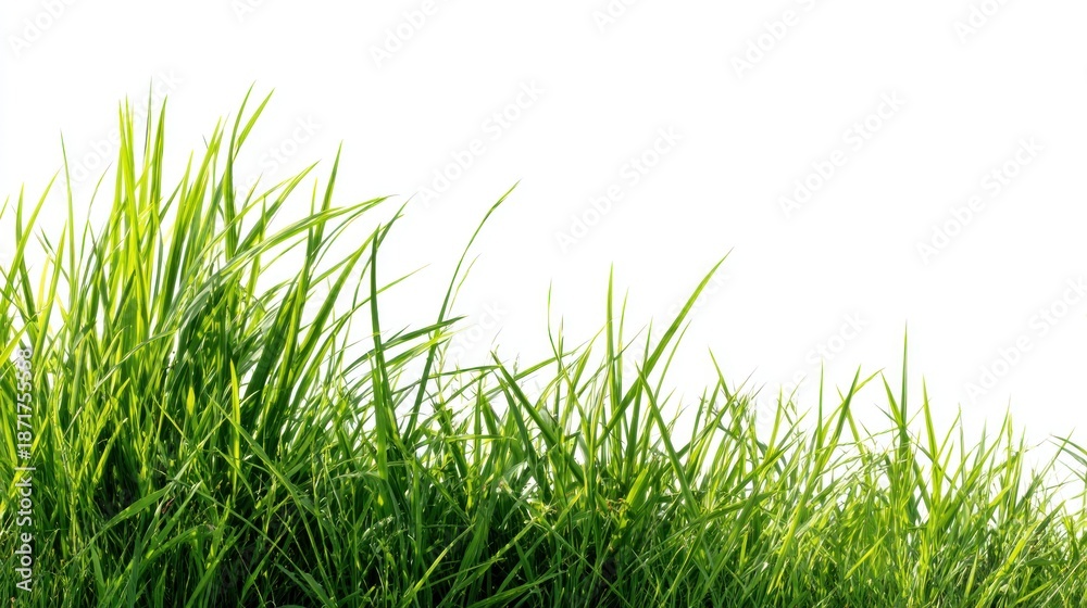 Fototapeta premium Fresh green blades of grass against a white background with bright, natural sunlight