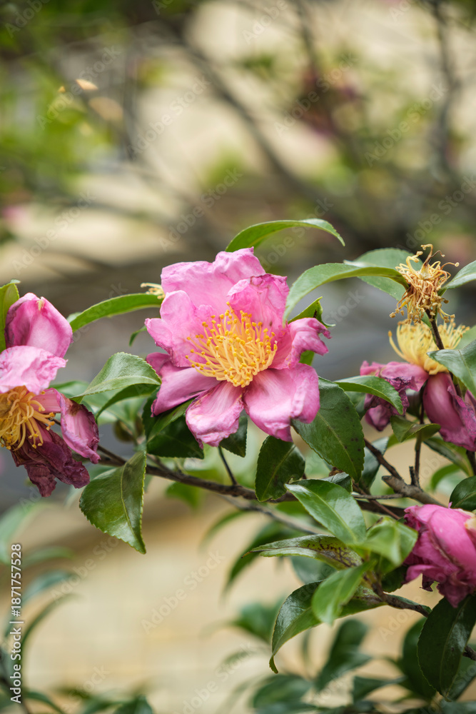 Obraz premium 冬・乾燥で枯れかけている椿のピンクの花 日本の季節の背景