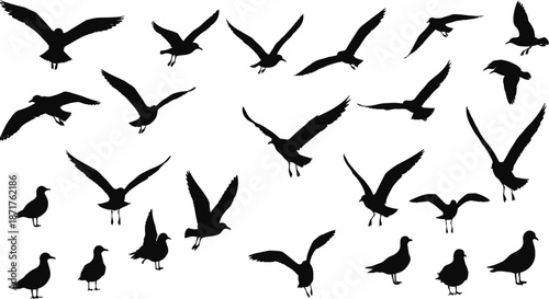 Flying seagulls and standing birds silhouette set, coastal seabird vector shapes, nature wildlife clipart, black bird silhouette collection