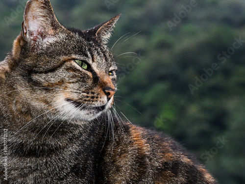 Tabby Cat Profile Portrait - Observant Domestic Shorthair Feline with Green Eyes Against a Lush Green Forest Background