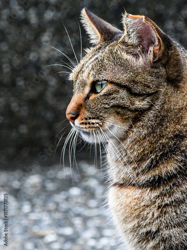 Attentive Tabby Cat Side Profile - Focused Domestic Shorthair Feline with Green Eyes Looking Away