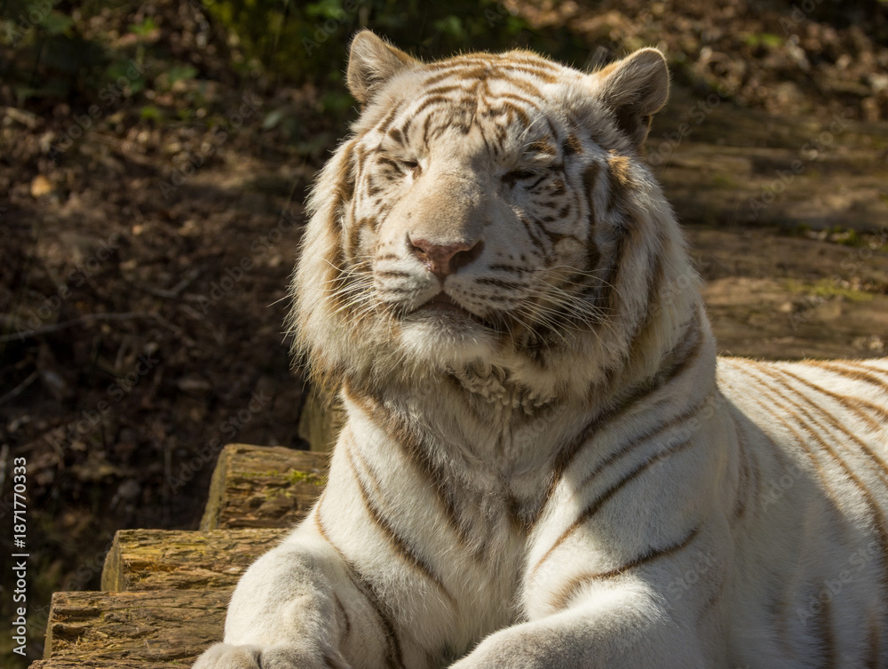 Naklejka premium Tigre blanc