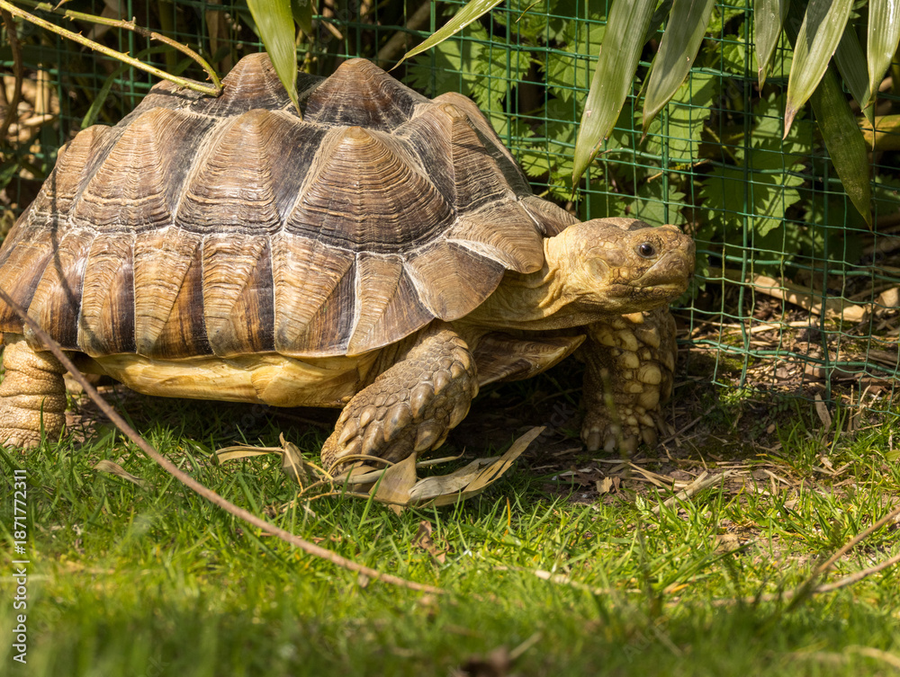 Naklejka premium tortue sillonnée