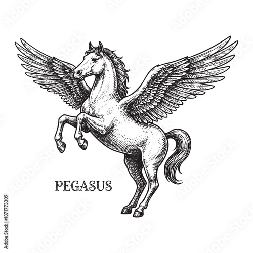 Pegasus Winged Horse Mythological Creature Engraving Illustration