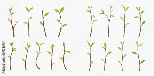 Set of young tree branches with green leaves and buds, spring growth.