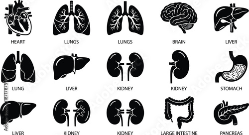 Human internal organ icons, labeled anatomy illustrations, black and white medical graphics, educational body parts set, flat vector illustration